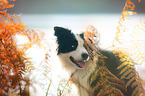 Border Collie Portrait