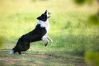 playing Border Collie