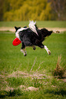 Border Collie catches Frisbee