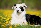 lying Border Collie