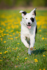 running Border Collie