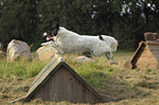 jumping Border Collie