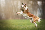 playing Border Collie