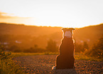 sitting shorthaired Border Collie