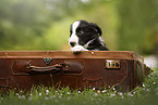 Border Collie puppy