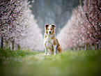 Border Collie in spring