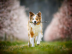 Border Collie in spring