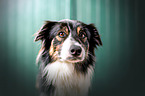 Border Collie portrait