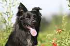 Border Collie portrait