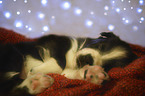 sleeping Border Collie puppy