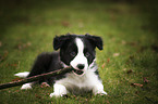 lying Border Collie puppy