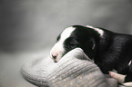 sleeping Border Collie puppy