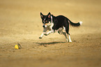 running Border Collie