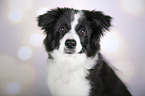 Border Collie portrait