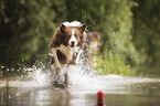 running Border Collie