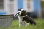 sitting Border Collie Puppy