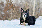 lying Border Collie