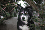 Border Collie portrait