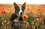 Border Collie in the poppy field