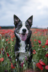 Border Collie in the poppy field