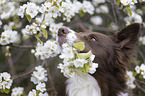 Border Collie portrait