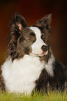 lying Border Collie