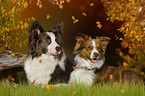 2 Border Collies