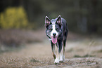 female Border Collie