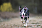 female Border Collie