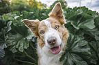 Border Collie Portrait