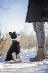 human with Border Collie Puppy