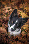 Border Collie Portrait