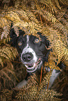 Border Collie Portrait