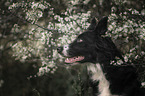 Border Collie Portrait