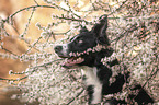 Border Collie Portrait