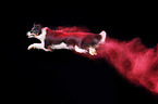 Border Collie with holi powder