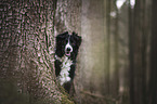 Border Collie in the forest