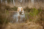 running Border Collie