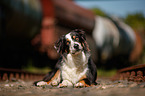 lying Border Collie