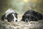 two Border Collies