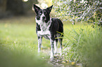 Border Collie