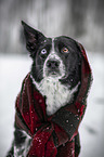 Border Collie in the winter