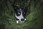 sitting Border Collie