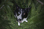 sitting Border Collie