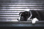 Border Collie Puppy