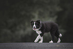 Border Collie Puppy