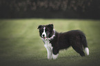 Border Collie Puppy