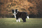 Border Collie Puppy