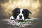 male Border Collie