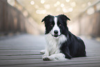 male Border Collie